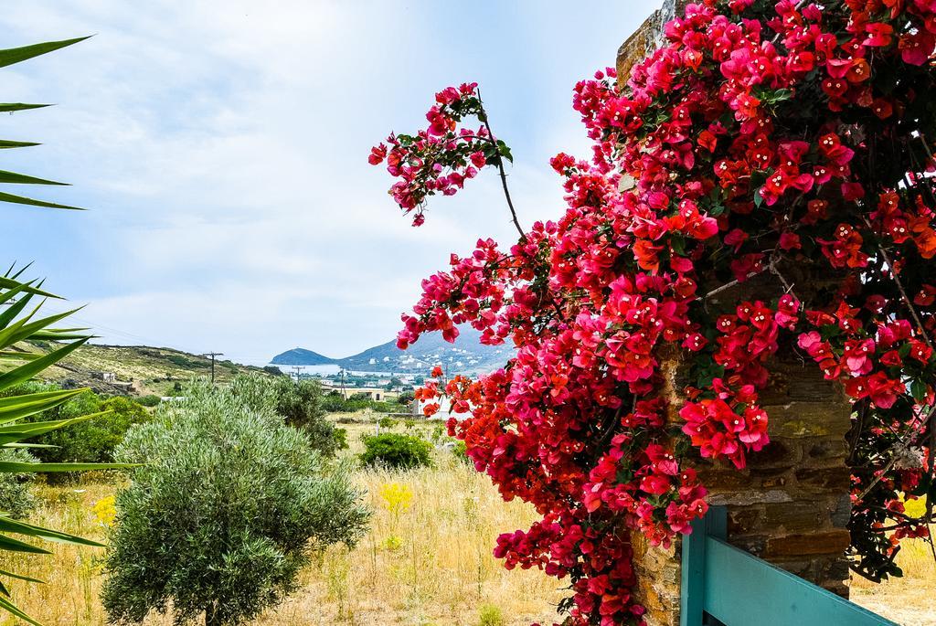 Villa Pergola Andros Gavrio Exteriér fotografie